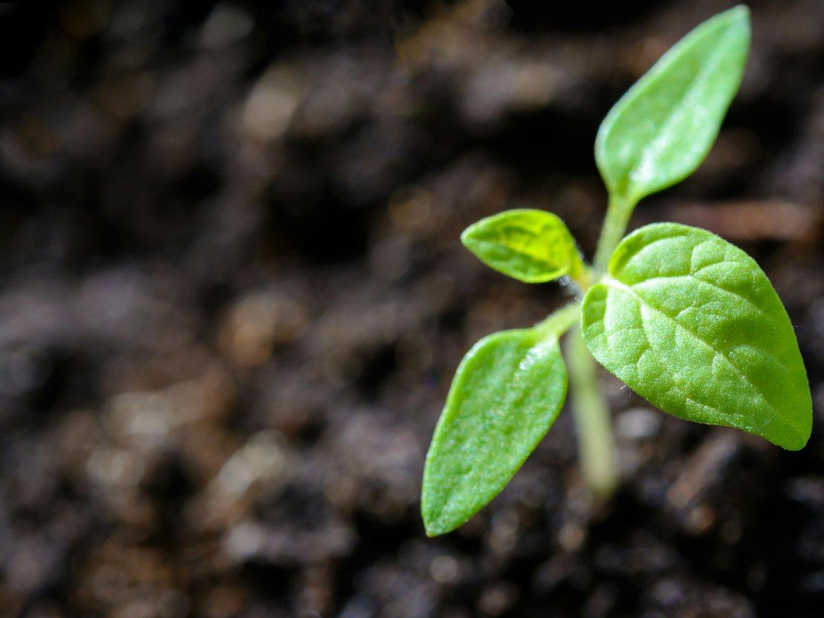 growth-and-innovation-strategy — page_hero background_image — pexels:seedling sprouting macro close sunlight growth mor
